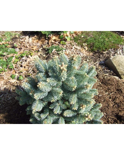 Ялиця гірська Компакта | Пихта горная Компакта | Abies lasiocarpa Compacta