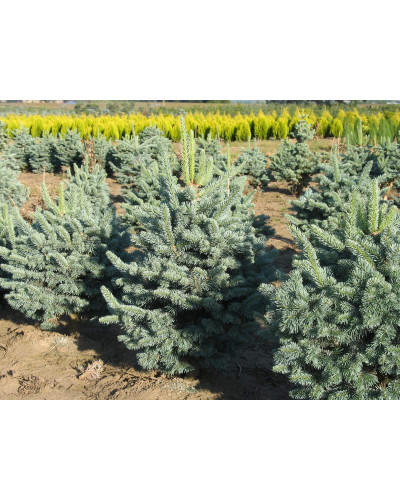 Ялиця гірська Компакта | Пихта горная Компакта | Abies lasiocarpa Compacta