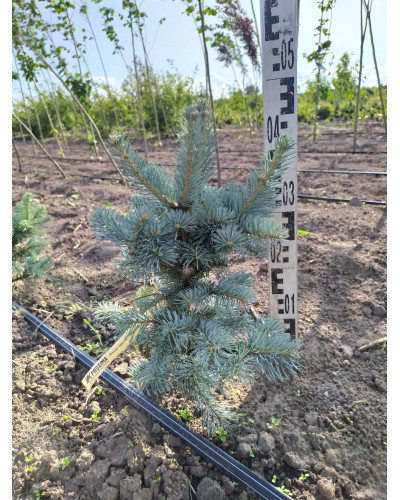 Ялиця гірська Компакта | Пихта горная Компакта | Abies lasiocarpa Compacta