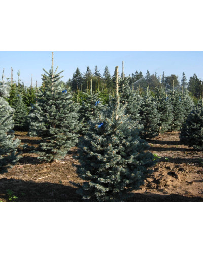 Ялиця гірська Компакта | Пихта горная Компакта | Abies lasiocarpa Compacta