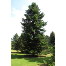 Ялиця біла | Пихта белая | Abies alba