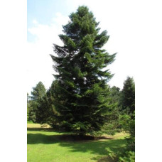 Ялиця біла | Пихта белая | Abies alba