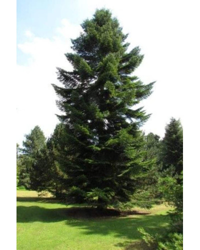 Ялиця біла | Пихта белая | Abies alba