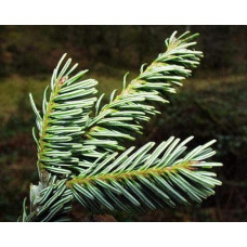 Ялиця біла | Пихта белая | Abies alba