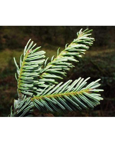 Ялиця біла | Пихта белая | Abies alba