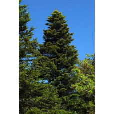 Ялиця біла | Пихта белая | Abies alba