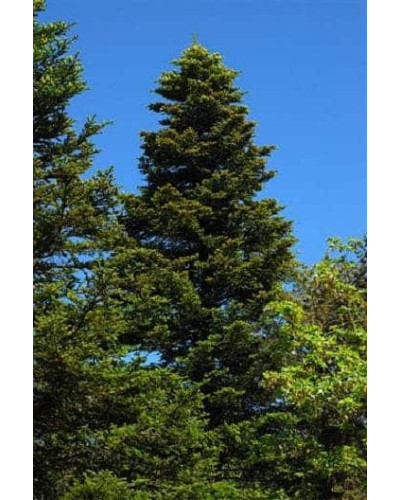 Ялиця біла | Пихта белая | Abies alba