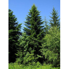 Ялиця біла | Пихта белая | Abies alba