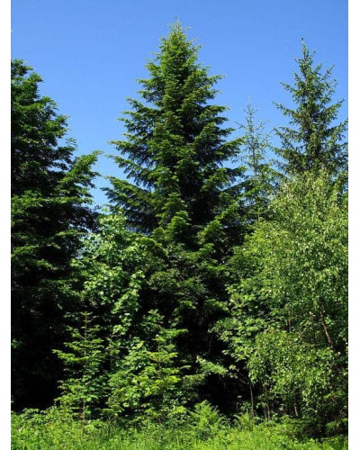 Ялиця біла | Пихта белая | Abies alba