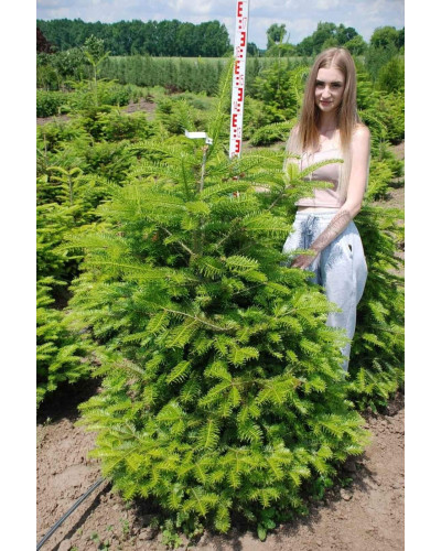 Ялиця біла | Пихта белая | Abies alba