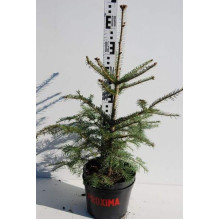 Ялиця біла | Пихта белая | Abies alba