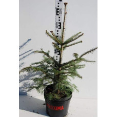 Ялиця біла | Пихта белая | Abies alba