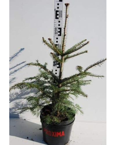 Ялиця біла | Пихта белая | Abies alba