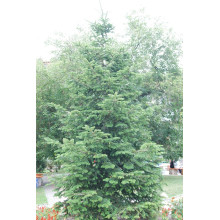 Ялиця біла | Пихта белая | Abies alba