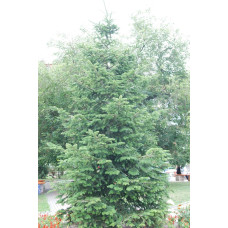 Ялиця біла | Пихта белая | Abies alba