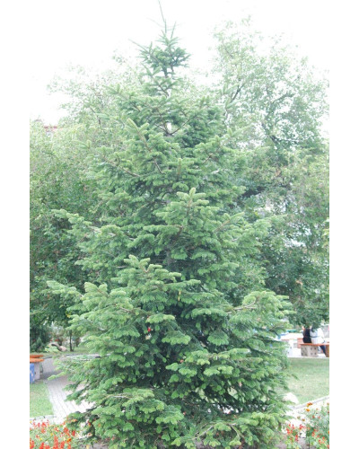 Ялиця біла | Пихта белая | Abies alba
