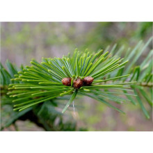 Ялиця біла | Пихта белая | Abies alba