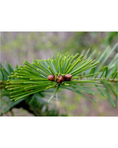Ялиця біла | Пихта белая | Abies alba