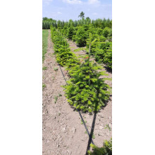 Ялиця біла | Пихта белая | Abies alba