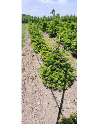 Ялиця біла | Пихта белая | Abies alba