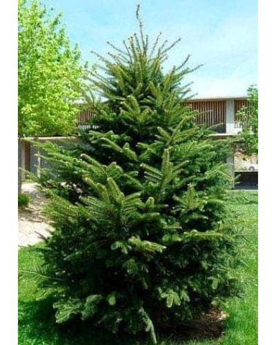 Ялиця біла | Пихта белая | Abies alba