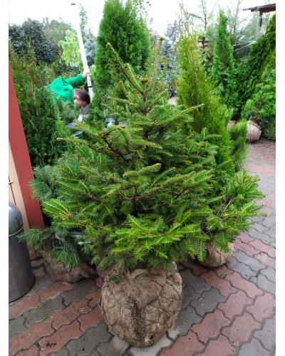 Ялиця біла | Пихта белая | Abies alba