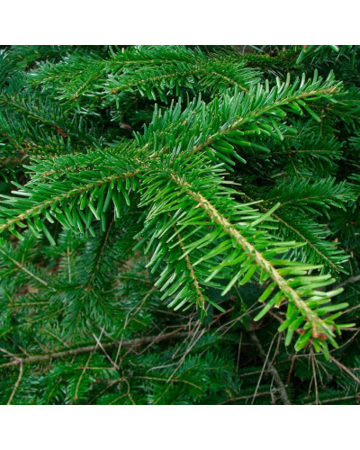 Ялиця біла | Пихта белая | Abies alba