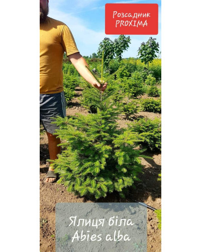 Ялиця біла | Пихта белая | Abies alba