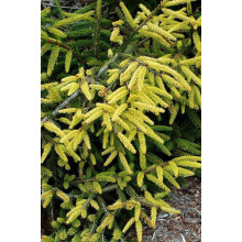 Ялина східна Ауреоспіката / Ауреа | Picea orientalis Aureospicata / Aurea| Ель восточная Ауреоспиката / Ауреа