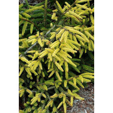 Ялина східна Ауреоспіката / Ауреа | Picea orientalis Aureospicata / Aurea| Ель восточная Ауреоспиката / Ауреа