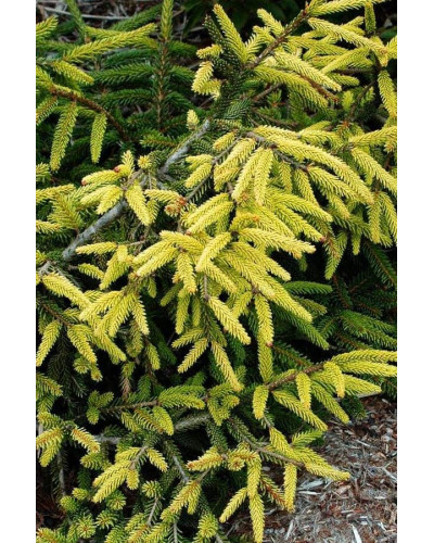 Ялина східна Ауреоспіката / Ауреа | Picea orientalis Aureospicata / Aurea| Ель восточная Ауреоспиката / Ауреа