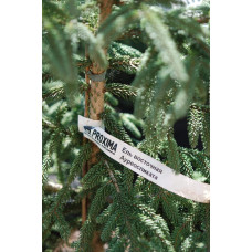 Ялина східна Ауреоспіката / Ауреа | Picea orientalis Aureospicata / Aurea| Ель восточная Ауреоспиката / Ауреа