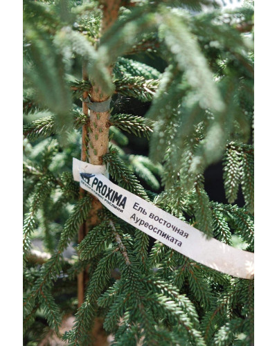 Ялина східна Ауреоспіката / Ауреа | Picea orientalis Aureospicata / Aurea| Ель восточная Ауреоспиката / Ауреа