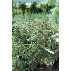 Ялина східна Ауреоспіката / Ауреа | Picea orientalis Aureospicata / Aurea| Ель восточная Ауреоспиката / Ауреа