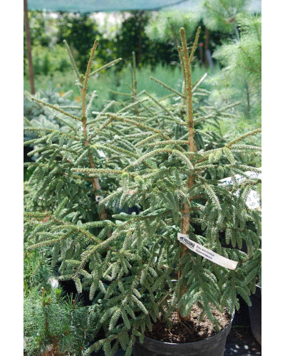 Ялина східна Ауреоспіката / Ауреа | Picea orientalis Aureospicata / Aurea| Ель восточная Ауреоспиката / Ауреа