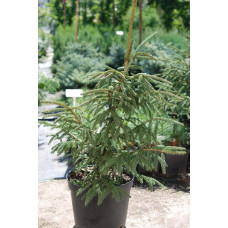 Ялина східна Ауреоспіката / Ауреа | Picea orientalis Aureospicata / Aurea| Ель восточная Ауреоспиката / Ауреа