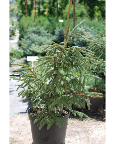 Ялина східна Ауреоспіката / Ауреа | Picea orientalis Aureospicata / Aurea| Ель восточная Ауреоспиката / Ауреа