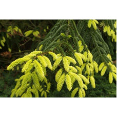 Ялина східна Ауреоспіката / Ауреа | Picea orientalis Aureospicata / Aurea| Ель восточная Ауреоспиката / Ауреа