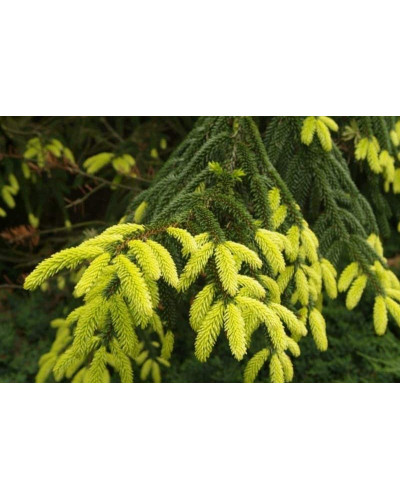 Ялина східна Ауреоспіката / Ауреа | Picea orientalis Aureospicata / Aurea| Ель восточная Ауреоспиката / Ауреа