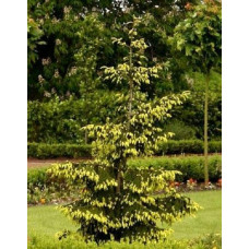Ялина східна Ауреоспіката / Ауреа | Picea orientalis Aureospicata / Aurea| Ель восточная Ауреоспиката / Ауреа