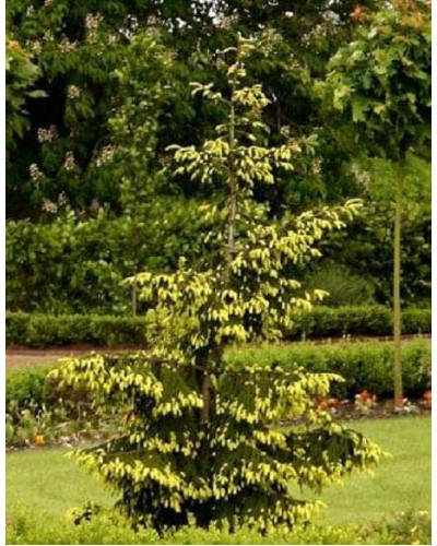 Ялина східна Ауреоспіката / Ауреа | Picea orientalis Aureospicata / Aurea| Ель восточная Ауреоспиката / Ауреа