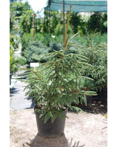 Ялина східна Ауреоспіката / Ауреа | Picea orientalis Aureospicata / Aurea| Ель восточная Ауреоспиката / Ауреа