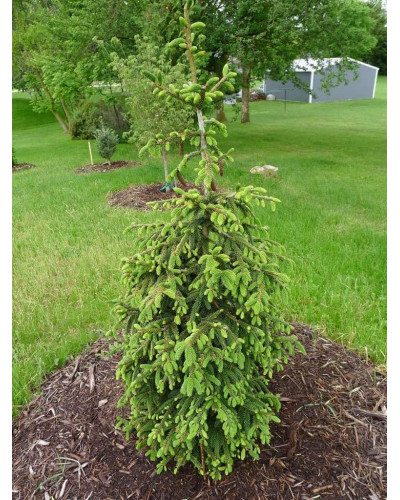 Ялина східна Ауреоспіката / Ауреа | Picea orientalis Aureospicata / Aurea| Ель восточная Ауреоспиката / Ауреа