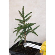 Ялина східна Ауреоспіката / Ауреа | Picea orientalis Aureospicata / Aurea| Ель восточная Ауреоспиката / Ауреа