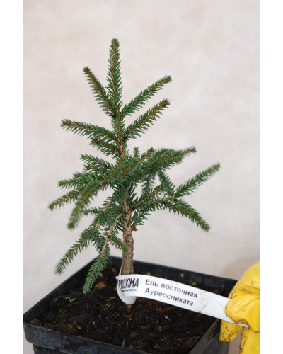 Ялина східна Ауреоспіката / Ауреа | Picea orientalis Aureospicata / Aurea| Ель восточная Ауреоспиката / Ауреа