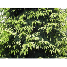 Ялина східна Ауреоспіката / Ауреа | Picea orientalis Aureospicata / Aurea| Ель восточная Ауреоспиката / Ауреа