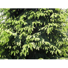 Ялина східна Ауреоспіката / Ауреа | Picea orientalis Aureospicata / Aurea| Ель восточная Ауреоспиката / Ауреа