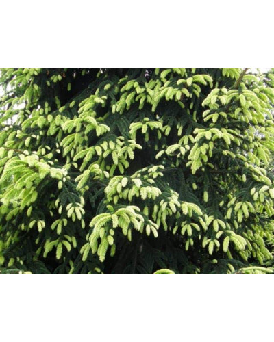Ялина східна Ауреоспіката / Ауреа | Picea orientalis Aureospicata / Aurea| Ель восточная Ауреоспиката / Ауреа