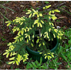 Ялина східна Ауреоспіката / Ауреа | Picea orientalis Aureospicata / Aurea| Ель восточная Ауреоспиката / Ауреа