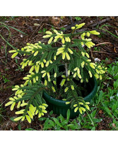 Ялина східна Ауреоспіката / Ауреа | Picea orientalis Aureospicata / Aurea| Ель восточная Ауреоспиката / Ауреа